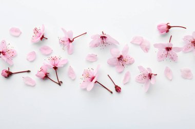 Beyaz arka planda güzel bahar ağacı çiçekleri ve taç yaprakları, düz yatıyordu.