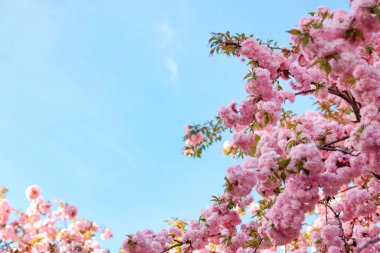 Mavi gökyüzüne karşı pembe çiçekli güzel çiçek açan sakura ağacı, yazı için yer. Bahar mevsimi