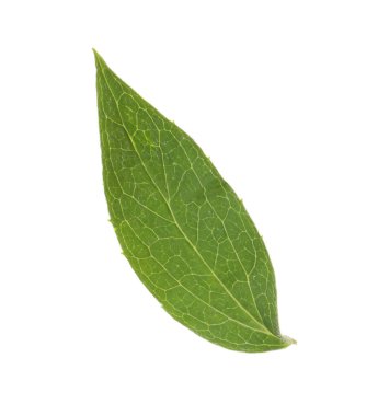 Taze yeşil yasemin yaprağı beyaza izole edilmiş.