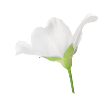 Güzel, narin yasemin çiçeği beyazda izole edilmiş.