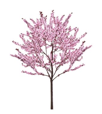 Güzel çiçek açan bahar ağacı beyazda izole edilmiş.