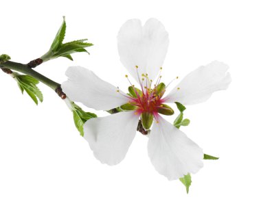 Güzel çiçek açan ağaç dalı beyazın üzerinde izole edilmiş. Bahar mevsimi