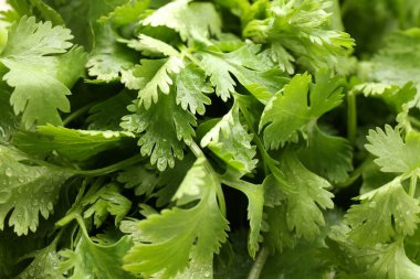 Taze yeşil kişniş yaprakları arka plan olarak, yakın plan