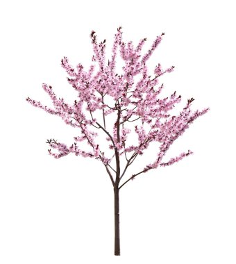 Güzel çiçek açan bahar ağacı beyazda izole edilmiş.