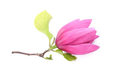 Güzel pembe manolya çiçeği beyaza izole edilmiş.