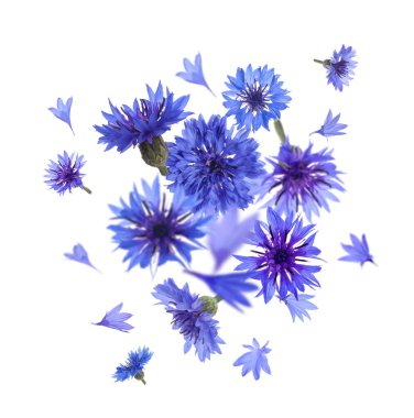 Bright blue cornflowers in air on white background