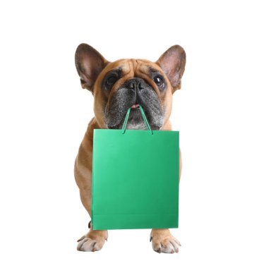 Beyaz arka planda alışveriş çantası olan sevimli bir köpek.