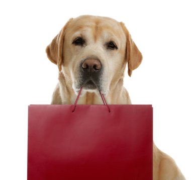 Beyaz arka planda alışveriş çantası olan sevimli bir köpek.