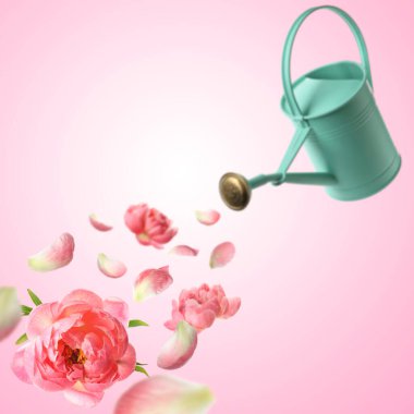 Pembe arka planda sulama tenekesinden uçan mercan şakayıkları.