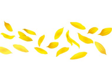 Beyaz arka planda havada ayçiçeği yaprakları