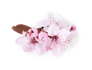 Güzel bahar ağaçları beyazlar üzerinde soyutlanır.