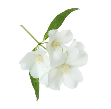 Yasemin çiçekleri dalları ve beyaz yapraklar