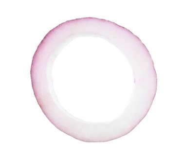 Taze soğan halkası beyazda izole edilmiş.