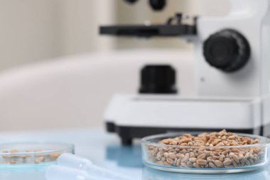 Gıda Kalite Kontrol. Laboratuvarda buğday taneleri ve mikroskop bulunan petri kapları, seçici odaklanma