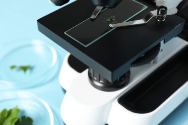 Yemek kalitesi kontrolü. Maydanozlu cam kaydırağı mikroskop altında masada, yakın plan.