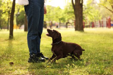 Şirin Alman Shorthair 'i olan kadın bahar günü parkta Pointer Dog' u kapatıyordu.