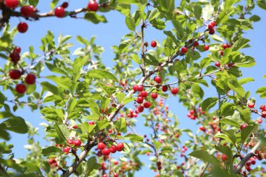 Açık havada mavi gökyüzüne karşı olgun kırmızı böğürtlenli kiraz ağacı, alçak açı.