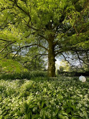 Güzel yeşil ağaç ve botanik bahçesinde yetişen yabani sarımsak çiçekleri.
