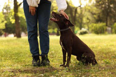 Şirin Alman Shorthair 'i olan kadın bahar günü parkta Pointer Dog' u kapatıyordu.