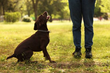 Şirin Alman Shorthair 'i olan kadın bahar günü parkta Pointer Dog' u kapatıyordu.