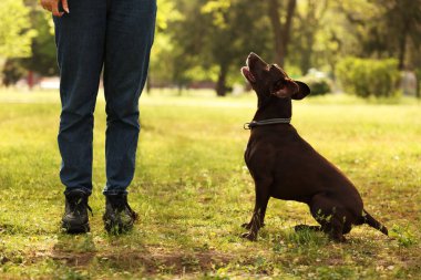 Şirin Alman Shorthair 'i olan kadın bahar günü parkta Pointer Dog' u kapatıyordu.