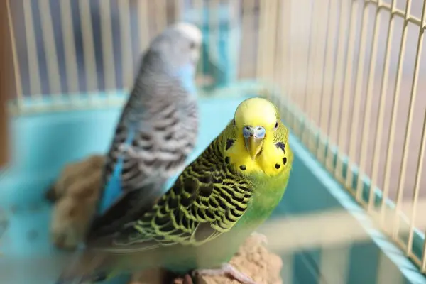 stock image Beautiful bright parrots in cage indoors. Exotic pets