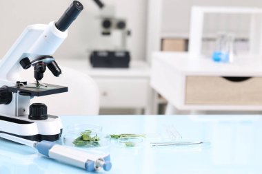 Yemek kalitesi kontrolü. Mikroskop, bitkilerle dolu petri kapları ve açık mavi masada bulunan diğer laboratuvar ekipmanları.