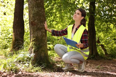 Ormandaki ağacı incelemek için pano taşıyan bir Forester.