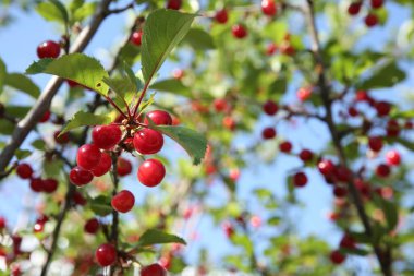 Açık havada mavi gökyüzüne karşı olgun kırmızı böğürtlenli kiraz ağacı, yakın plan. Metin için boşluk