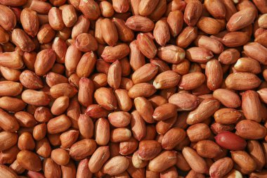 Arka plan olarak pek çok taze kabuksuz fıstık, üst görünüm