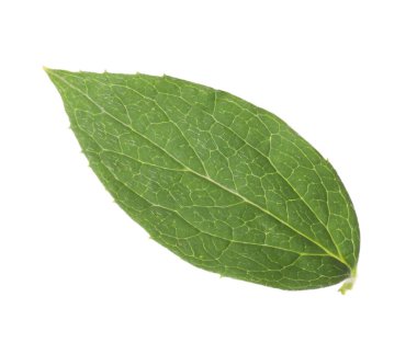 Taze yeşil yasemin yaprağı beyaza izole edilmiş.