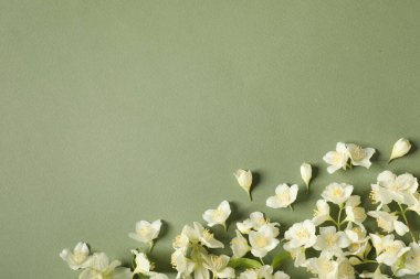 Soluk yeşil arka planda güzel yasemin çiçekleri, düz yatıyordu. Metin için boşluk