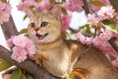 Bahar ağacı dalında güzel çiçekleri olan sevimli bir kedi.