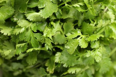 Arka plan olarak taze yeşil kişniş yaprakları, üst görünüm