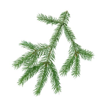 Yeşil çam ağacı dalı beyazda izole edilmiş