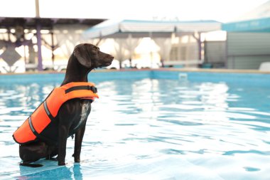 Yüzme havuzunda can yeleği giyen bir köpek kurtarıcısı.