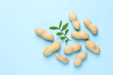 Açık mavi arka planda taze soyulmamış fıstık ve dal, düz. Metin için boşluk