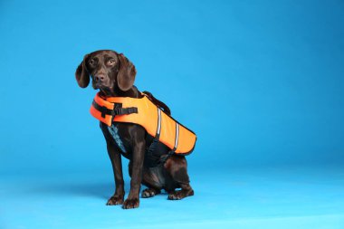 Açık mavi arka planda can yeleği giymiş bir köpek kurtarıcısı. Metin için boşluk