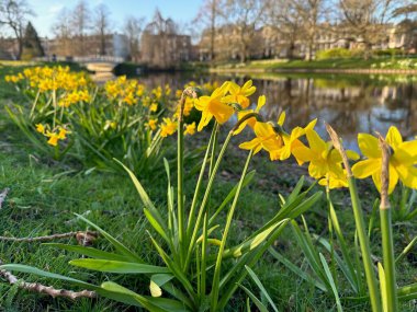 Sarı narsisli çiçekler ve açık havada yetişen yeşil otlar.