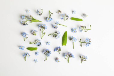 Beyaz arka planda güzel unutma beni çiçekleri, düz yatıyordu.