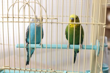 İçerideki kafeste güzel parlak papağanlar. Egzotik hayvanlar