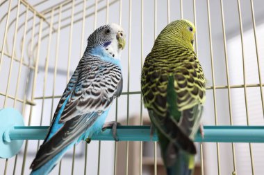 İçerideki kafeste güzel parlak papağanlar. Egzotik hayvanlar