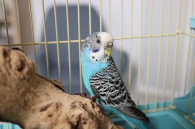 Daldaki güzel parlak papağan. Egzotik hayvan