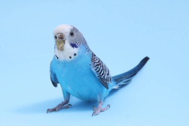 Açık mavi arka planda güzel parlak bir papağan. Egzotik hayvan