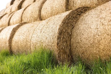 Yeşil çimlerin üzerinde bir sürü saman balyası