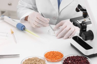Quality control. Food inspector examining wheat grain under microscope in laboratory, closeup