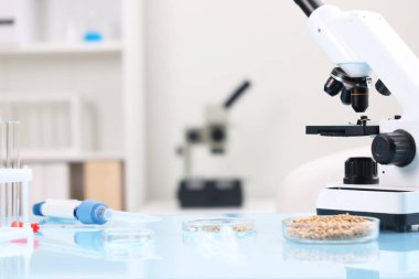 Yemek kalitesi kontrolü. Mikroskop, buğday taneli petri kabı ve açık mavi masada bulunan diğer laboratuvar ekipmanları.