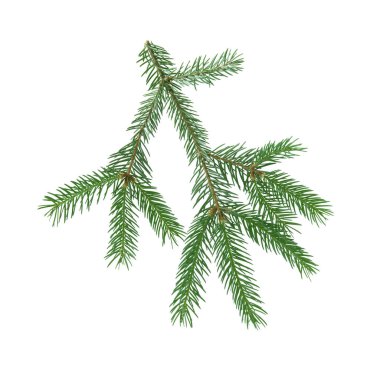 Yeşil çam ağacı dalı beyazda izole edilmiş