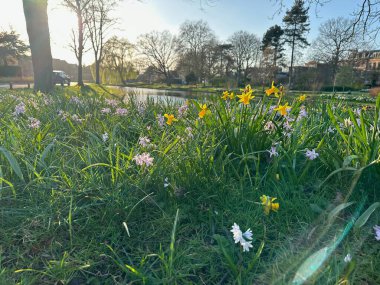 Çiçeklerin, kanalların ve ağaçların güzel manzarası.