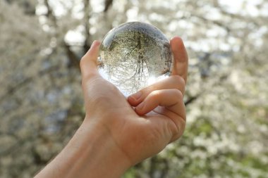 Açık havada beyaz çiçekli güzel bir ağaç, ters dönmüş bir yansıma. Bahar bahçesinde kristal küreyi tutan adam, yakın plan.